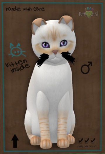 8T  Balinese - Flame Lynx Morning Glory Curious Small Flair Posh Pointed Soft Fold Black Fussy