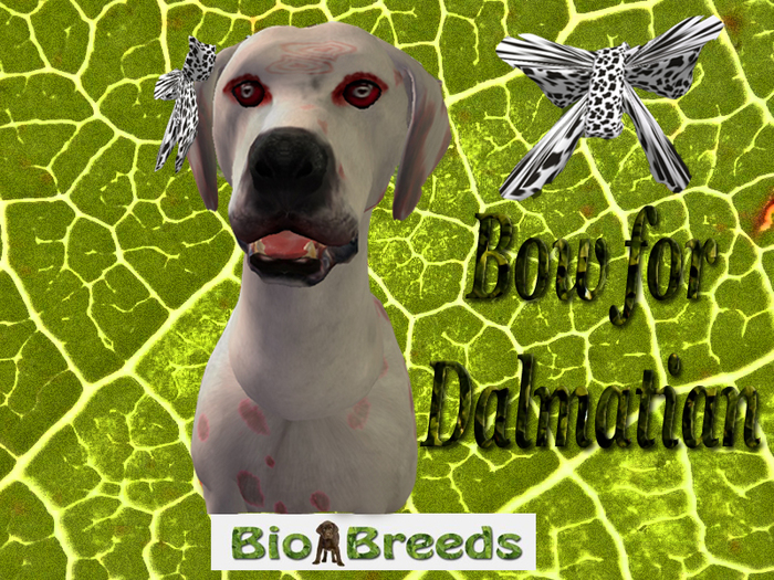 Bow Stain for Dalmatian  Biobreeds 