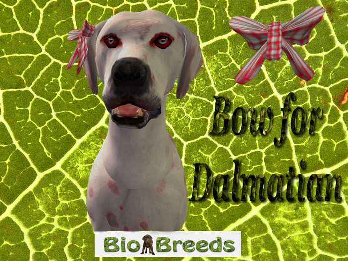 Bow Stole Red for Dalmatian  Biobreeds 