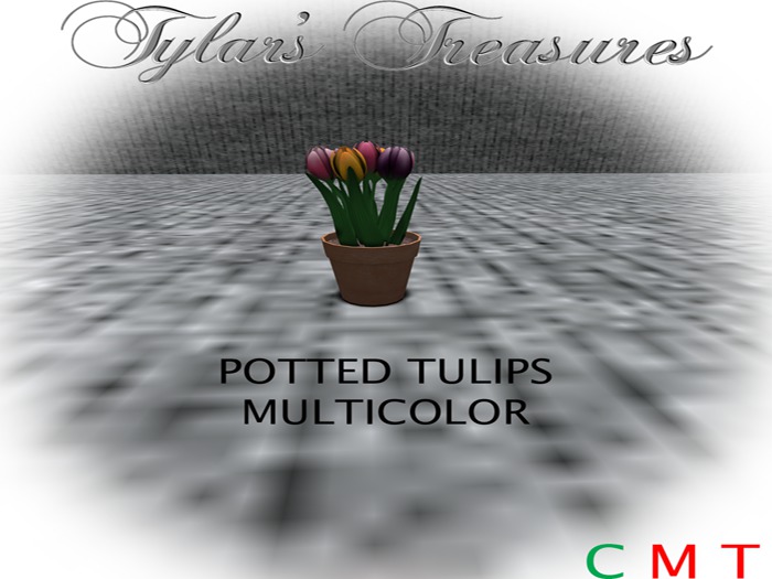 .:TT:. POTTED TULIPS MULTI BOXED