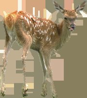 DEER TEXTURE PACK
