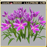 LW_ Group of Tulips (1 LI / Prim)