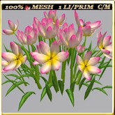 LW_ Group of Petunias (1 LI / Prim)