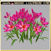 LW_ Group of Petunias (1 LI / Prim)
