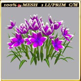 LW_ Group of Petunias (1 LI / Prim)
