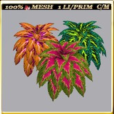 LW_ 3 Coleus Plants - 1