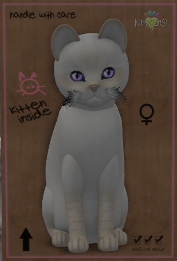 KittyCatS Box - Swashbucklers - 8T Abyssinan Ruddy Midnight Sky