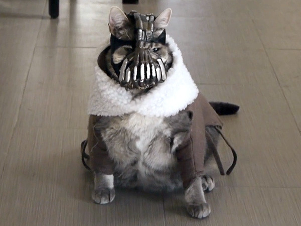 Bane Cat Gestures