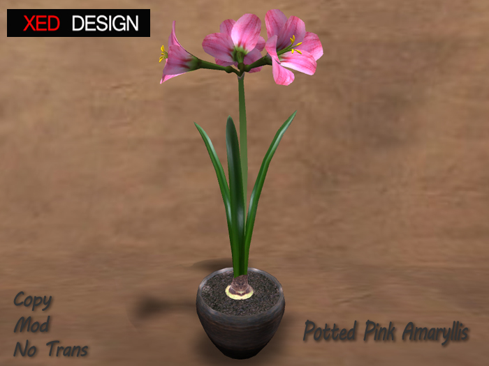 XD Potted Pink Amaryllis (mesh)