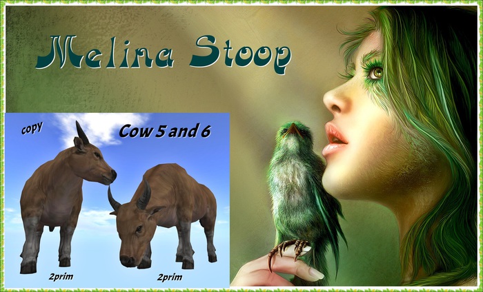 Cow 5 and 6( MP )