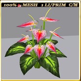 LW_ Ground Anthuriums - 12 (1 LI/ 1 Prim)