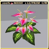 LW_CallaLilyText_9