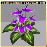 LW_ Ground Anthuriums - 27 (1 LI/ 1 Prim)