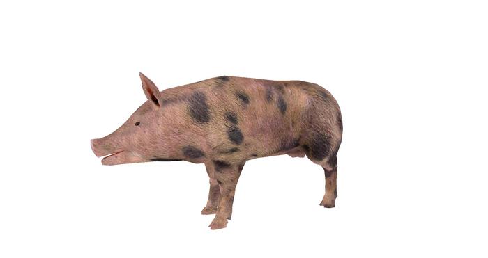 TusK Mesh Moving Hog, (Boxed)