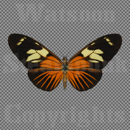 Butterfly 17 - Single FULL PERMS PNG Texture