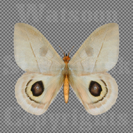 Butterfly 16 - Single FULL PERMS PNG Texture
