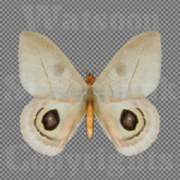 Butterfly 16 - Single FULL PERMS PNG Texture