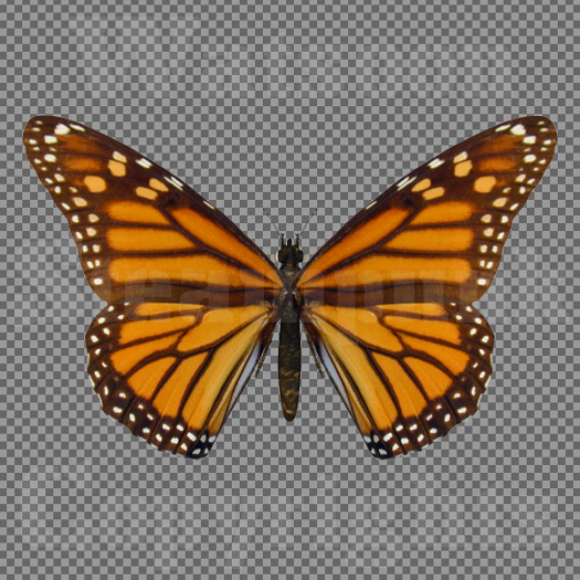 Butterfly 15 - Single FULL PERMS PNG Texture