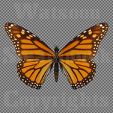 Butterfly 15 - Single FULL PERMS PNG Texture