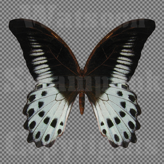 Butterfly 14 - Single FULL PERMS PNG Texture