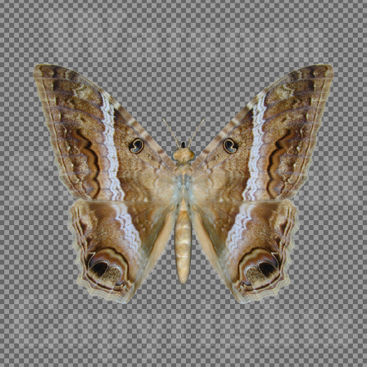 Butterfly 13 - Single FULL PERMS PNG Texture