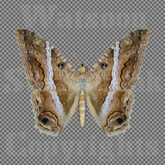 Butterfly 13 - Single FULL PERMS PNG Texture