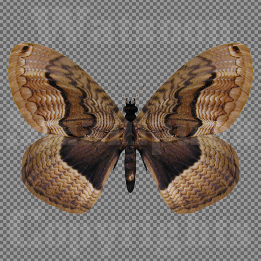 Butterfly 12 - Single FULL PERMS PNG Texture