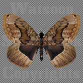 Butterfly 12 - Single FULL PERMS PNG Texture