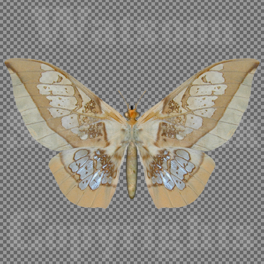 Butterfly 11 - Single FULL PERMS PNG Texture
