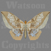 Butterfly 11 - Single FULL PERMS PNG Texture