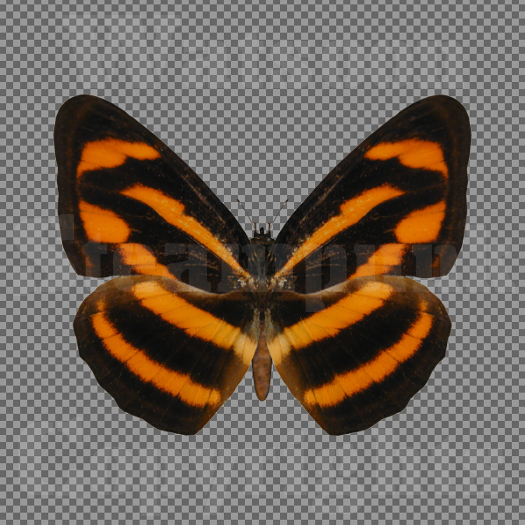 Butterfly 10 - Single FULL PERMS PNG Texture