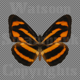 Butterfly 10 - Single FULL PERMS PNG Texture