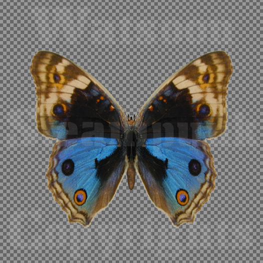 Butterfly 9 - Single FULL PERMS PNG Texture