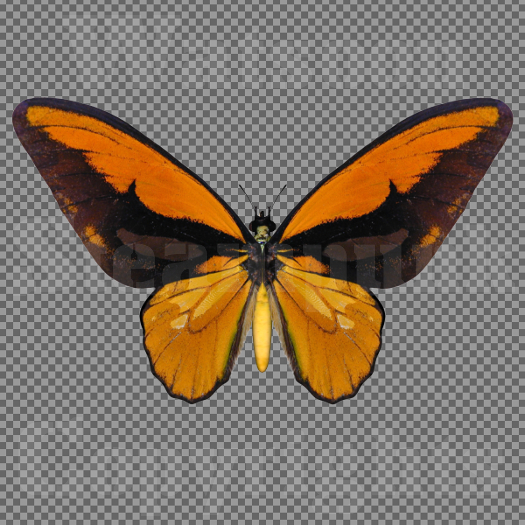 Butterfly 8 - Single FULL PERMS PNG Texture