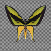 Butterfly 7 - Single FULL PERMS PNG Texture