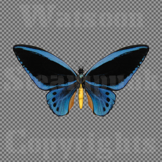 Butterfly 6 - Single FULL PERMS PNG Texture