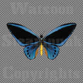 Butterfly 6 - Single FULL PERMS PNG Texture