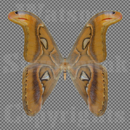 Butterfly 5 - Single FULL PERMS PNG Texture