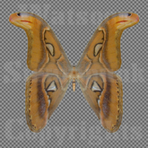 Butterfly 5 - Single FULL PERMS PNG Texture