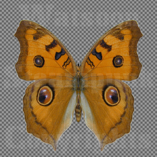 Butterfly 4 - Single FULL PERMS PNG Texture