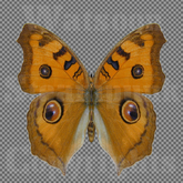 Butterfly 4 - Single FULL PERMS PNG Texture