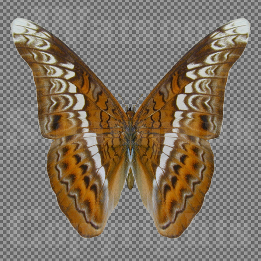 Butterfly 3 - Single FULL PERMS PNG Texture