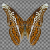 Butterfly 3 - Single FULL PERMS PNG Texture