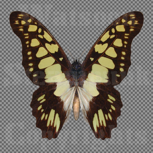 Butterfly 2 - Single FULL PERMS PNG Texture