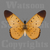 Butterfly 1 - Single FULL PERMS PNG Texture