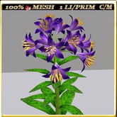 LW_LilyFlowerFuschia