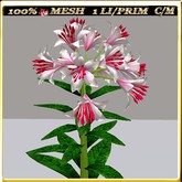 LW_LilyFlowerFuschia