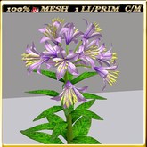 LW_ Lilies - 21 (1 LI / Prim)