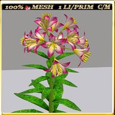 LW_LilyFlowerFuschia