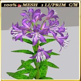 LW_ Lilies - 36 (1 LI / Prim)